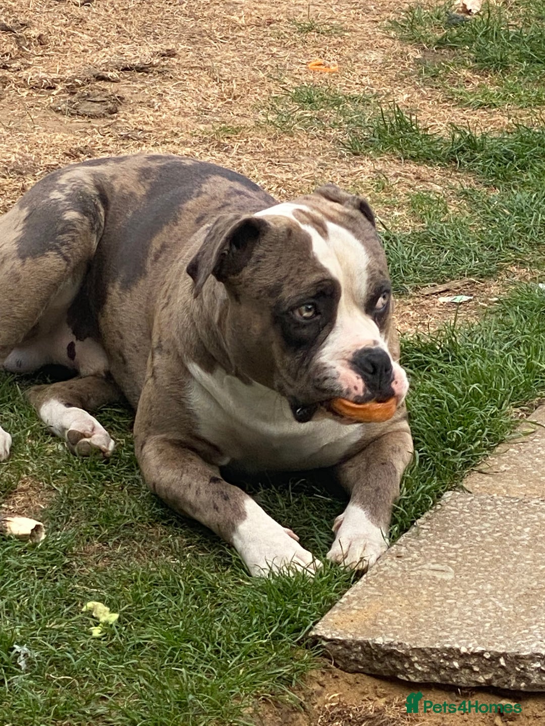 American Bulldog dogs for sale: Looking to rehome our family pet - Image 5