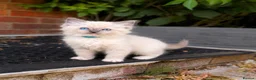 Ragdoll cats for sale: Blue Point Ragdolls | Celestial Litter - Advert 21