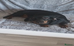 Dachshund dogs for sale: Dachsund girl  - Image 1