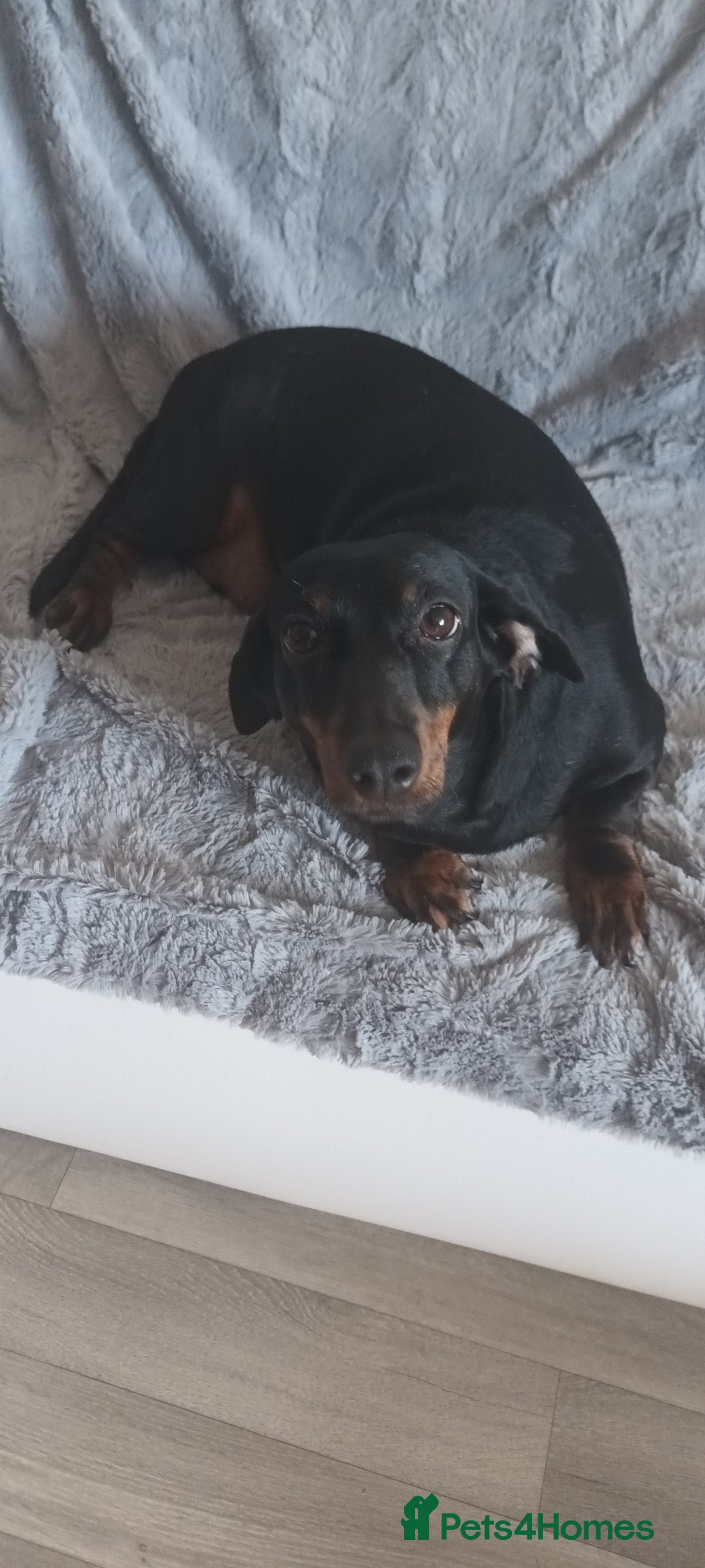 Dachshund dogs for sale: Dachsund girl  - Image 1