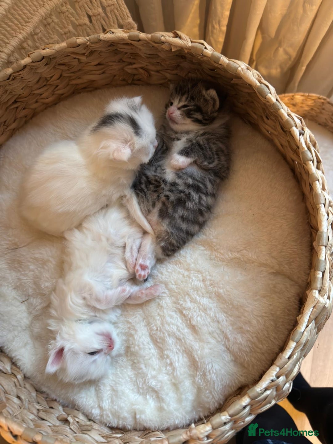 Siberian cats for sale: Three Fluffy Kittens - Advert 4