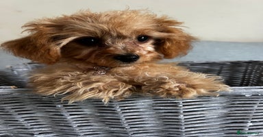Cavapoo dogs - Advert 2