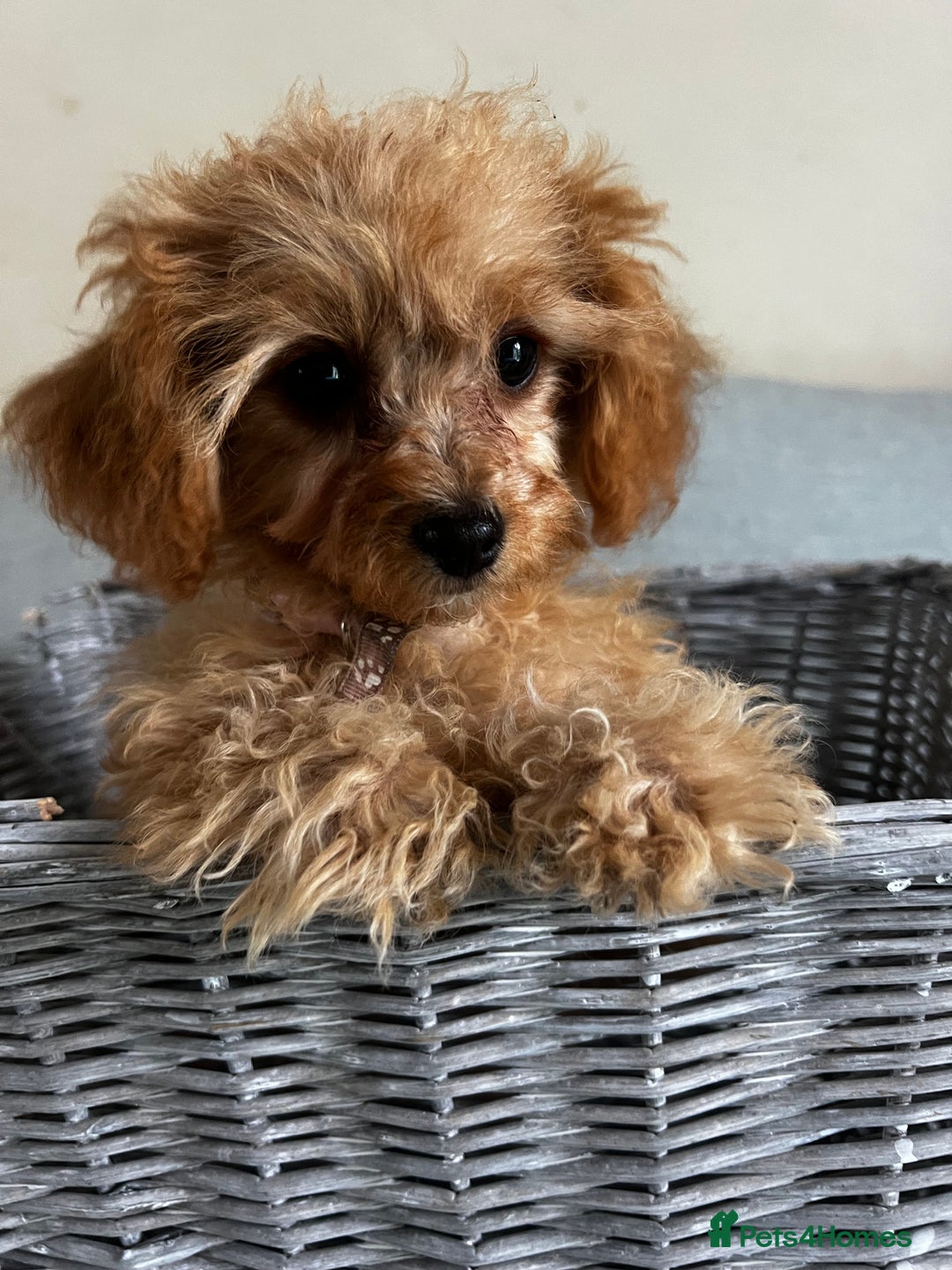 Cavapoo dogs for sale: Tiny Toy Poodle Princess – Ready Now! - Image 2