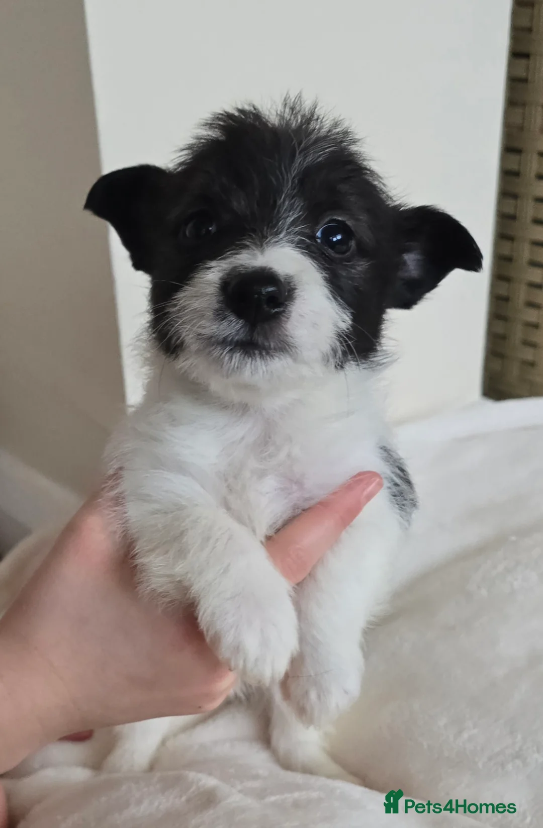 Mixed Breed dogs for sale: Malchi puppies for sale  - Advert 23