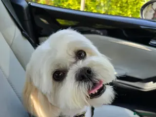 Mixed Breed dogs 4 year old, Male Shih-tzu x Bichon (Rehoming) - Advert 12