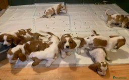 Basset Hound dogs for sale: Basset Hound Puppies - Image 8