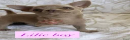 Chihuahua dogs for sale: Beautiful chihuahuas in Badminton - Advert 7