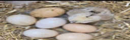 Chickens poultry for sale: Silkie Hatching eggs - Advert 2