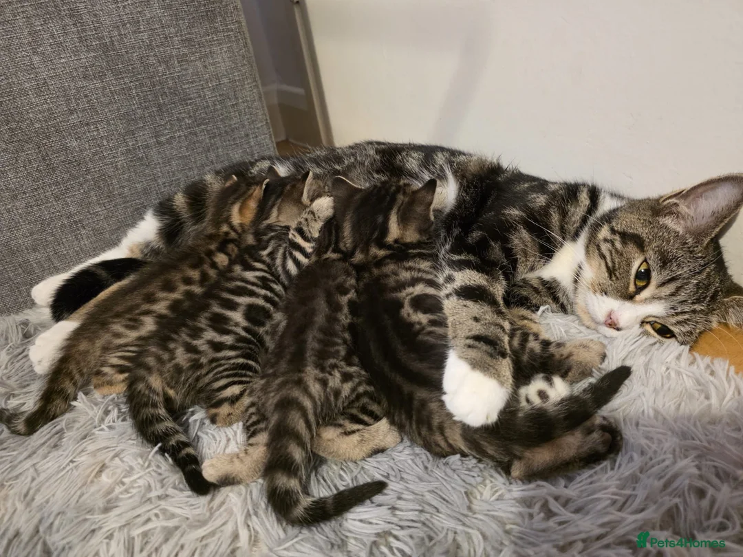 Mixed Breed cats for sale: 4 beautiful kittens looking for loving homes 🐾 - Advert 2