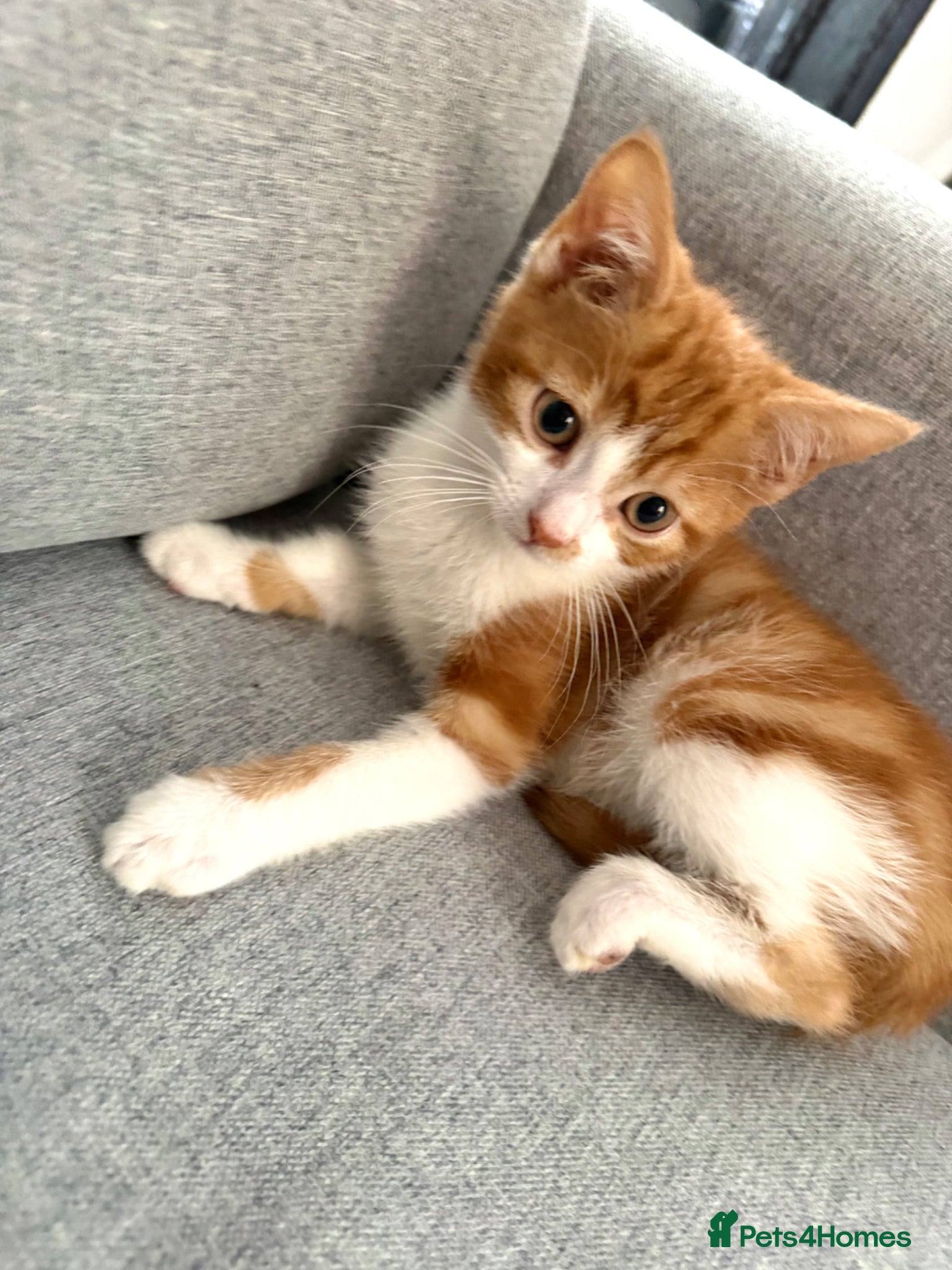 Mixed Breed cats 2 kittens ready for new homes - Advert 12