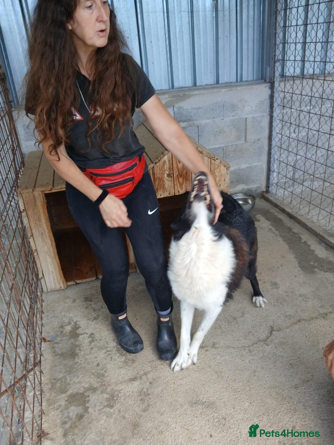 Mixed Breed dogs for adoption: Drummer, 6-7 yrs old. Available for adoption. - Image 8