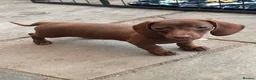 Dachshund dogs for sale: Solid chocolate bitch  - Advert 4
