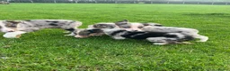 Border Collie dogs for sale: 7 beautiful border collies  - Advert 8