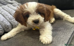 Cavapoo dogs for sale: Beautiful Cavapoo F2 puppies  for sale - Image 17