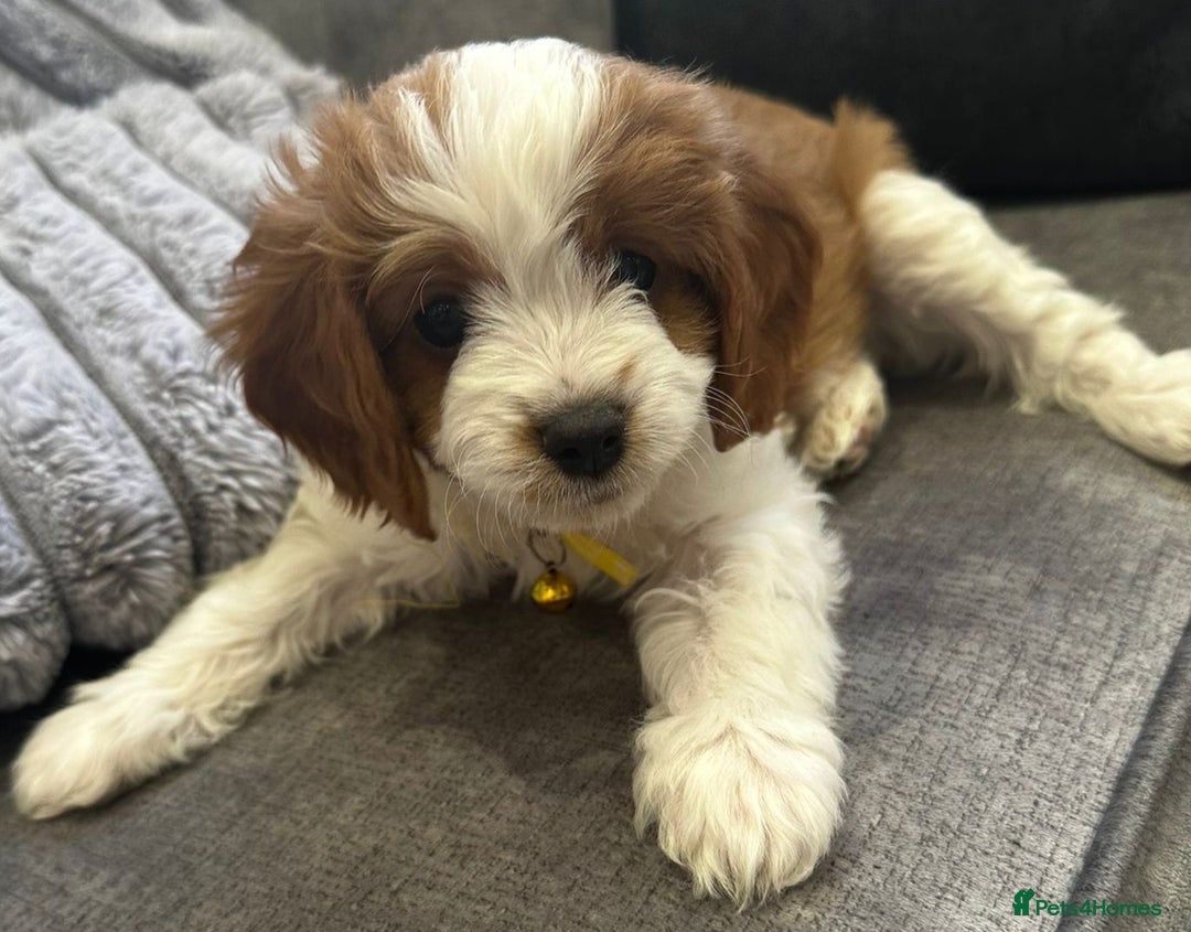 Cavapoo dogs for sale: Beautiful Cavapoo F2 puppies  for sale - Image 17