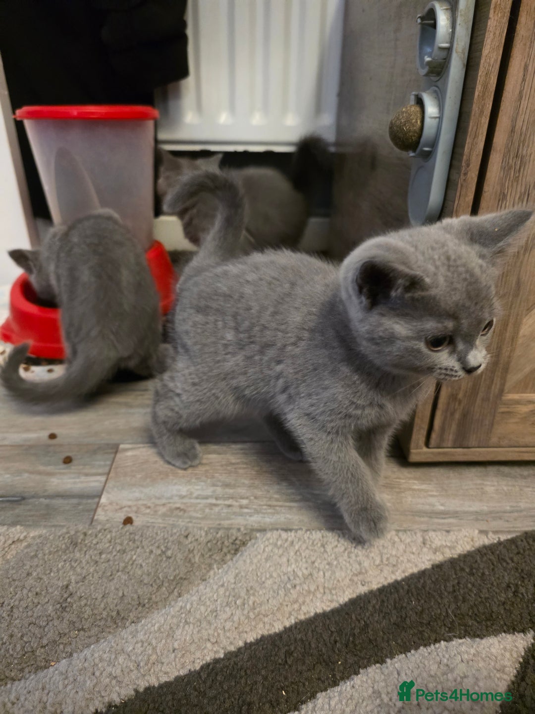 British Shorthair cats for sale: BSH cross 2 male 2 female ready now - Image 8