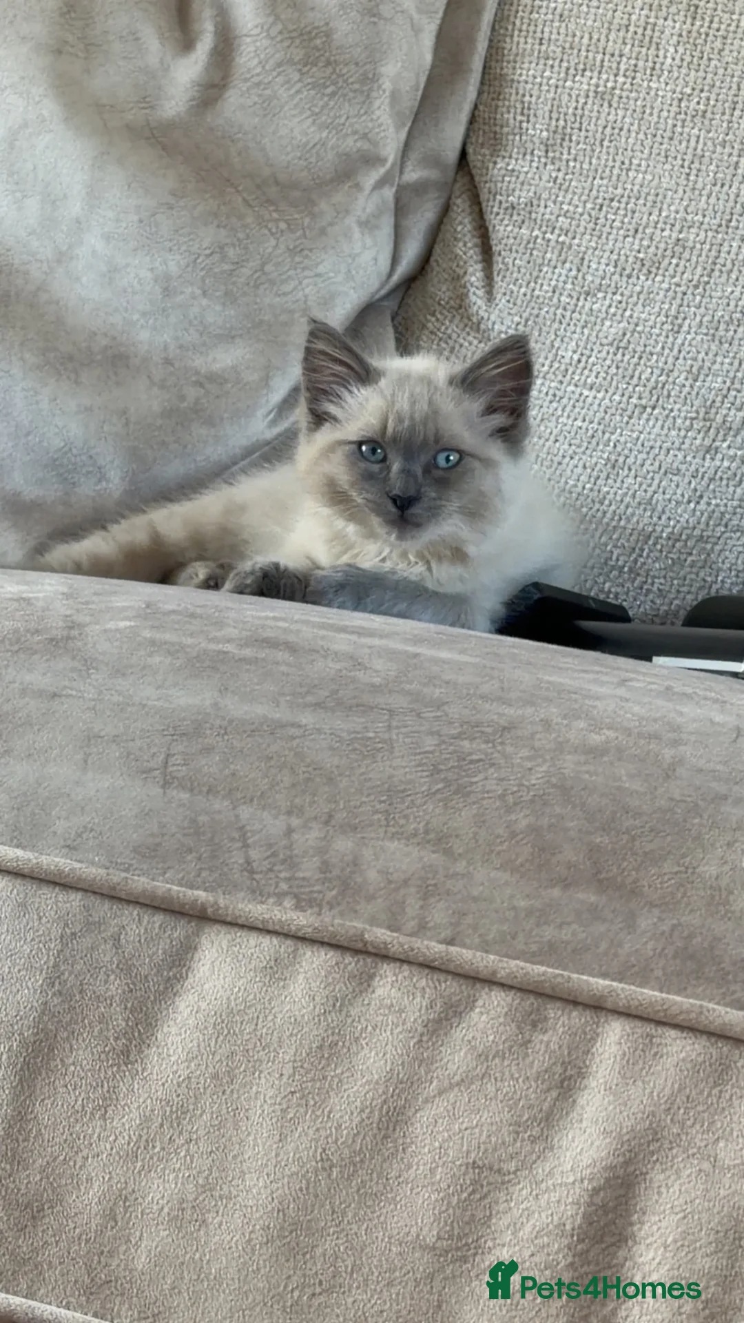 Ragdoll cats for sale: Ragdol kitten in Horncastle - Advert 4