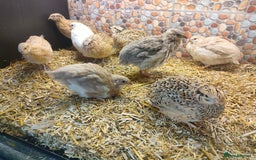 Quail poultry for sale: Mixed Japanese Courtnix Quails - Image 1