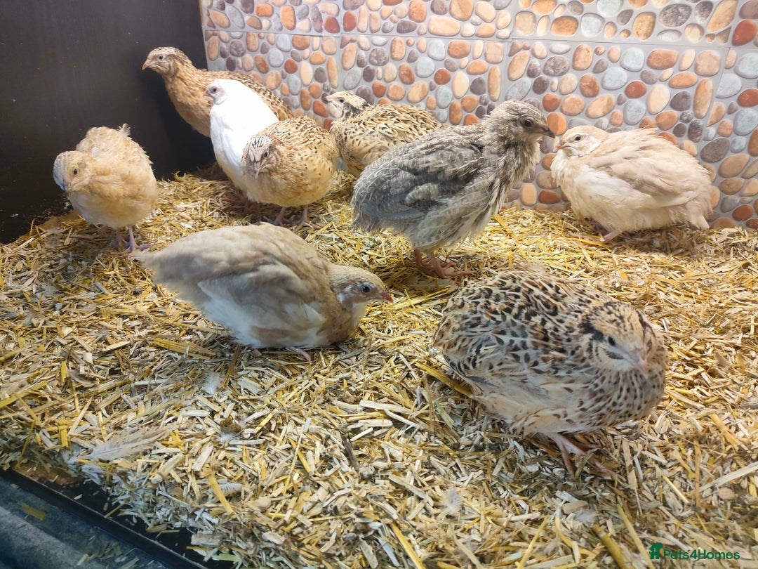 Quail poultry for sale: Mixed Japanese Courtnix Quails - Image 1