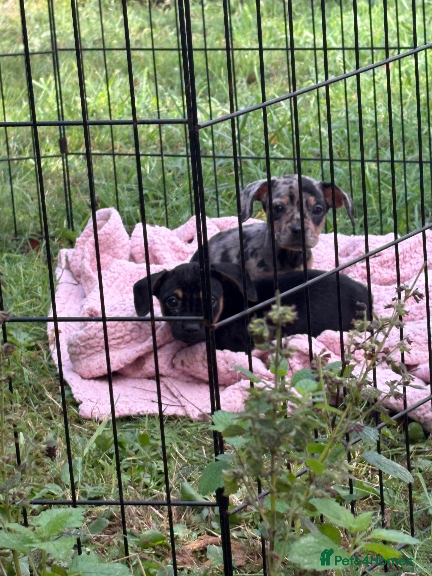 Mixed Breed dogs Massively reduced to find their new sofas - Advert 8