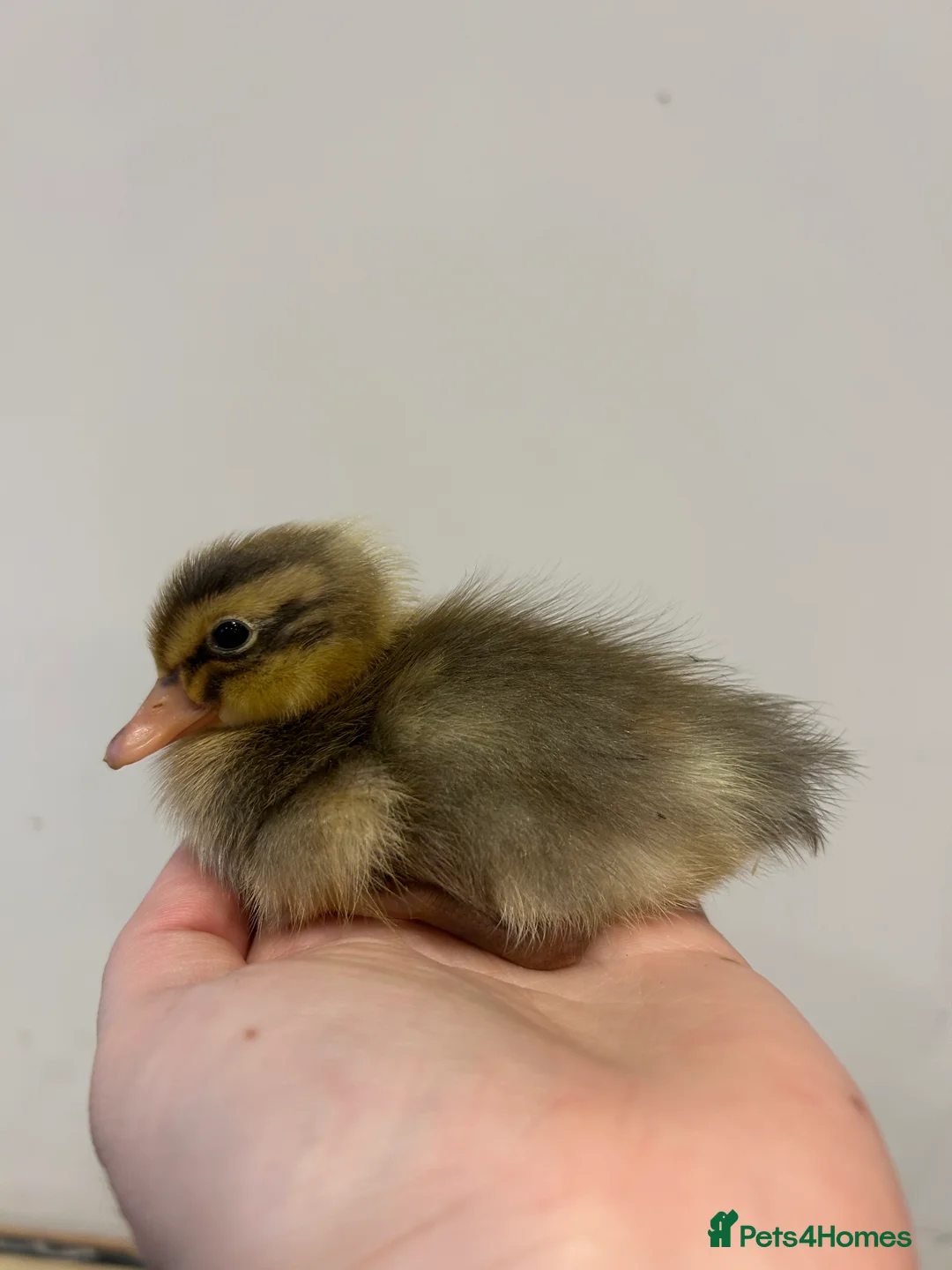 Ducks poultry for sale: Runner ducklings day old  - Advert 12