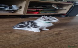 Persian cats for sale: A loveable Persian kitten - Image 27