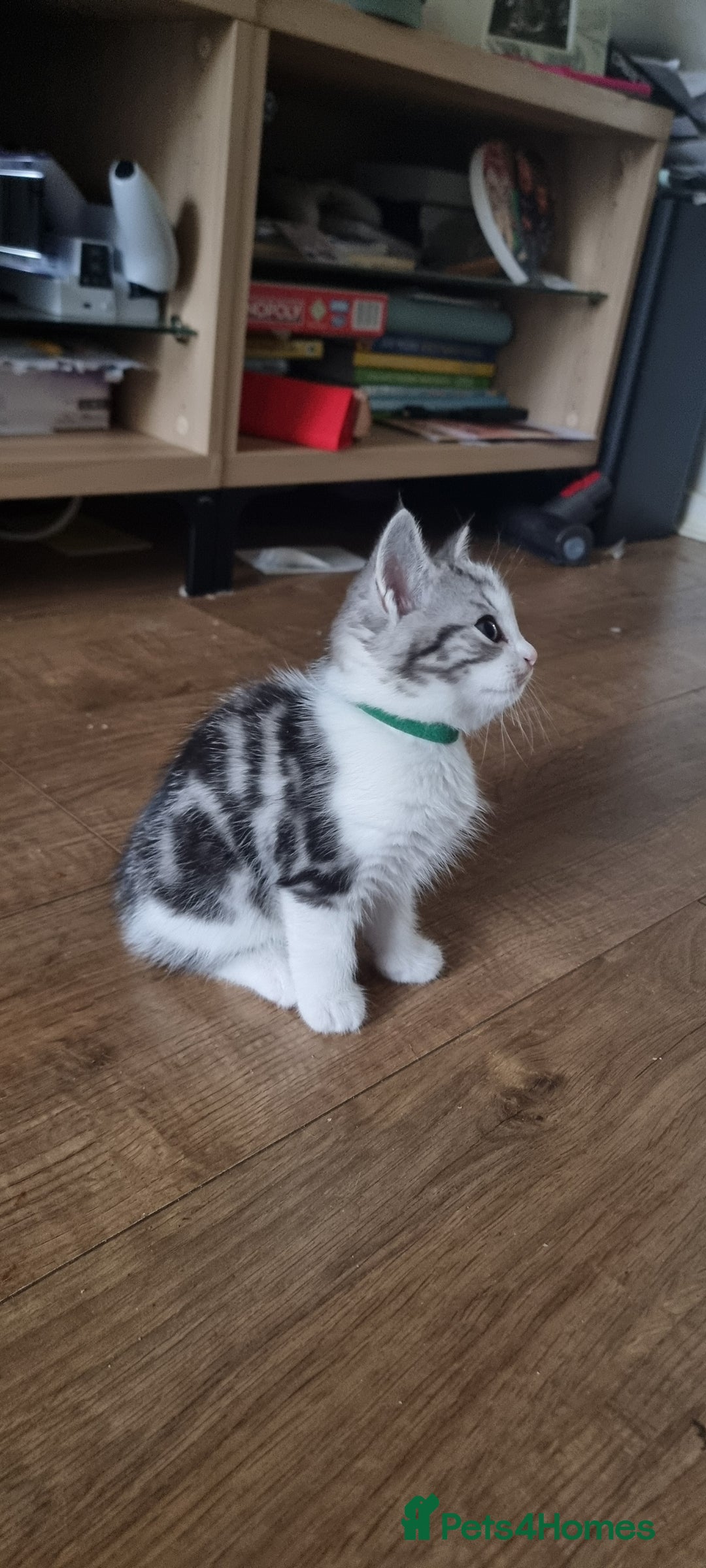 Persian cats for sale: A loveable Persian kitten - Image 27