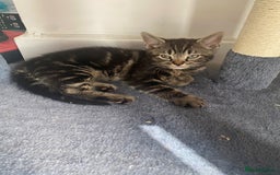 Domestic Shorthair cats for sale: Beautiful kittens ready to go 🐈‍⬛ - Image 29