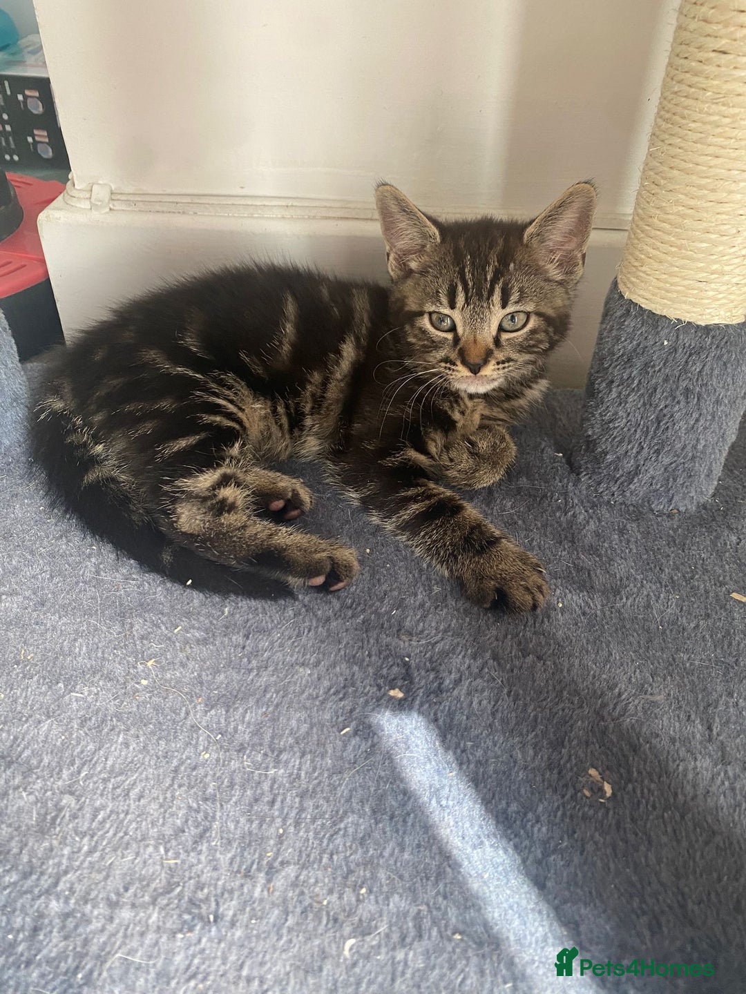 Domestic Shorthair cats for sale: Beautiful kittens ready to go 🐈‍⬛ - Image 29
