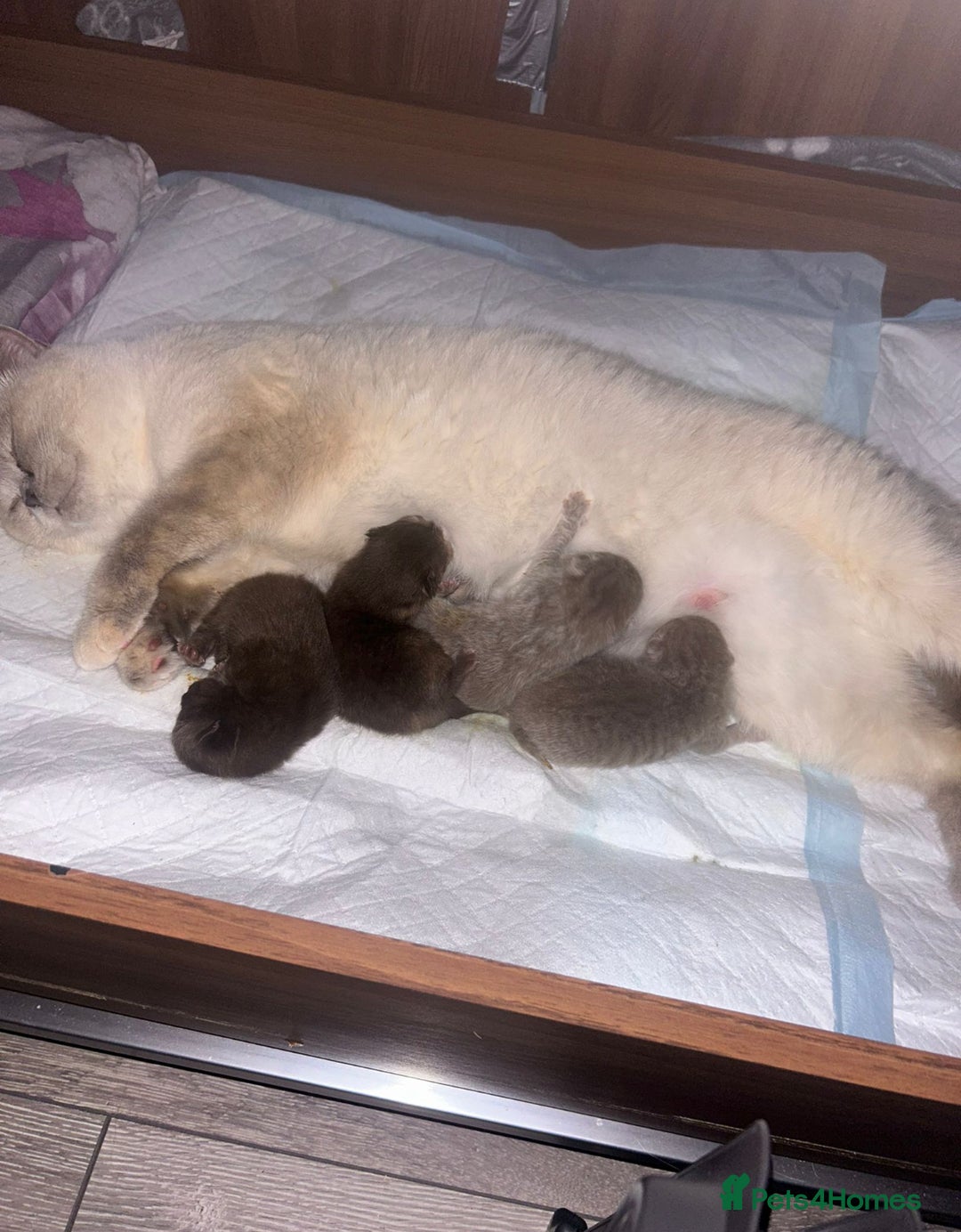 British Shorthair cats for sale: GCCF BRITISH SHORTHAIR KITTENS - Advert 6