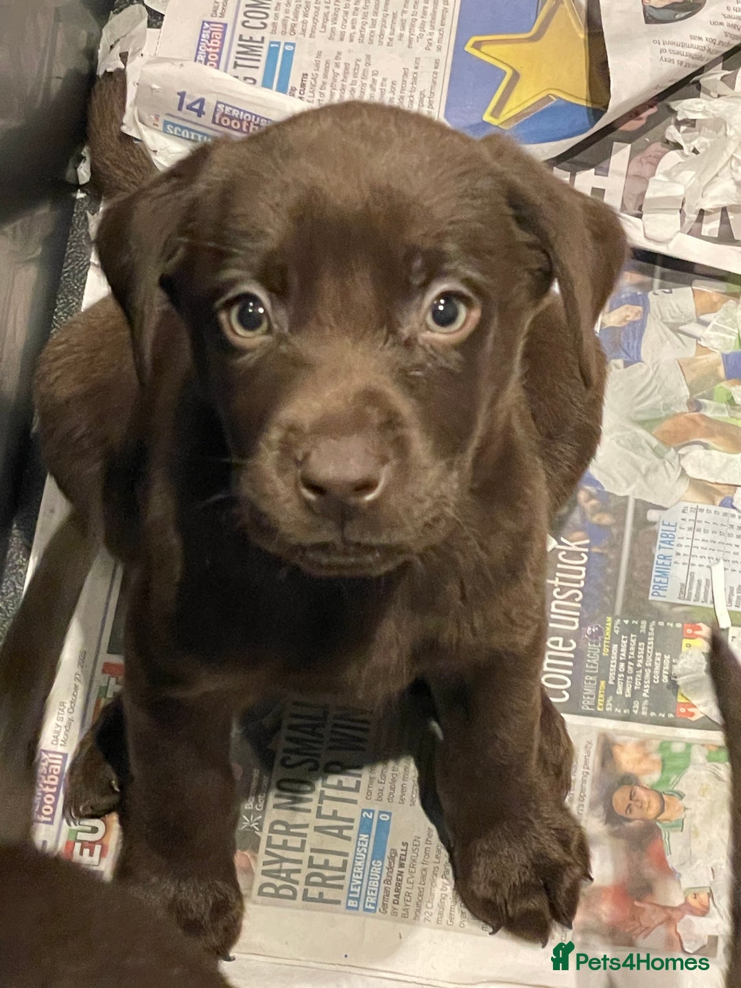 Labrador Retriever dogs for sale: 5 ⭐️  **  CHOCOLATE KC REG VET CHECKED, 1ST VAC - Advert 9