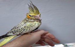 Cockatiels birds for sale: Pearl pied Hand Reared Cockatiel - Image 1