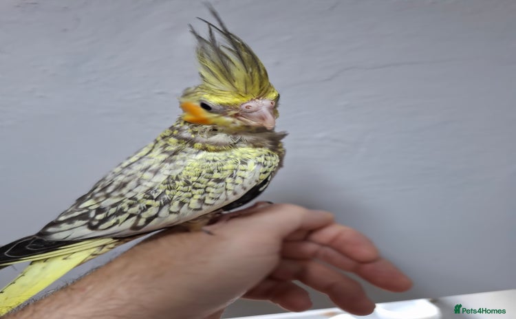 Cockatiels birds - Advert 4
