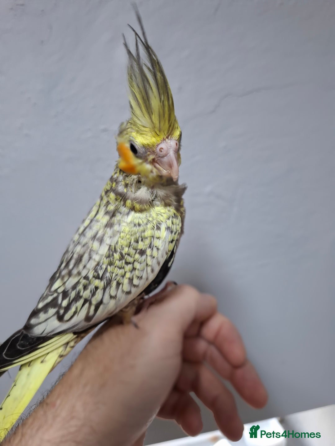 Cockatiels birds for sale: Pearl pied Hand Reared Cockatiel - Image 1
