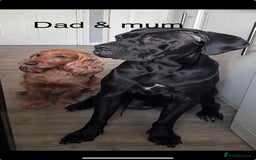 Mixed Breed dogs for sale: Cane corso x cocker spaniel puppies - Image 6