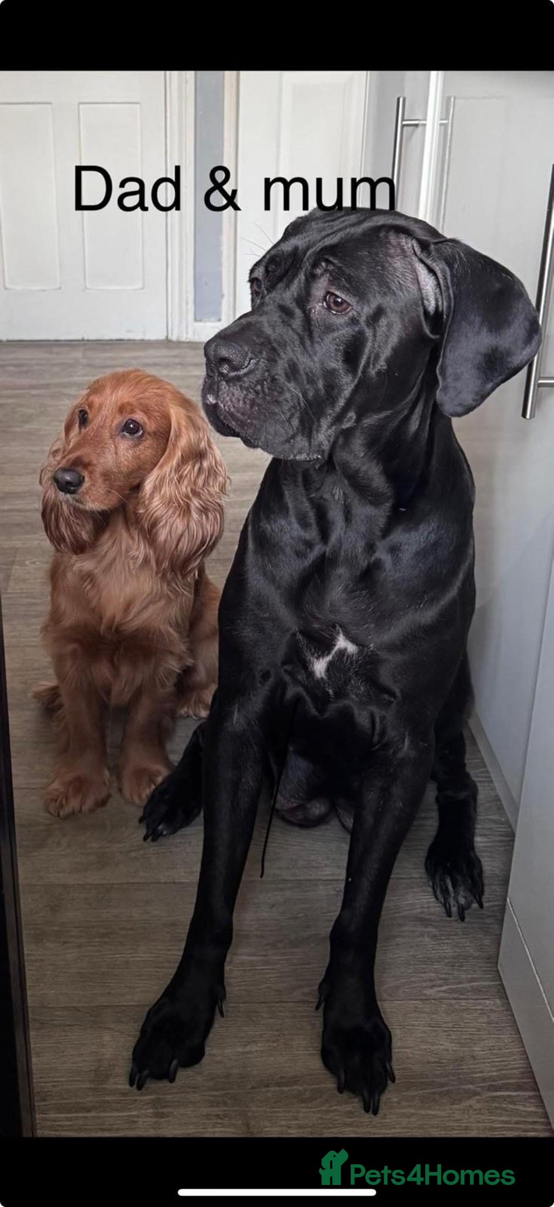 Mixed Breed dogs for sale: Cane corso x cocker spaniel puppies - Image 6