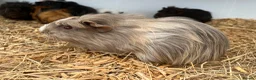 Guinea Pig rodents for sale: Guinea Pigs - Advert 14