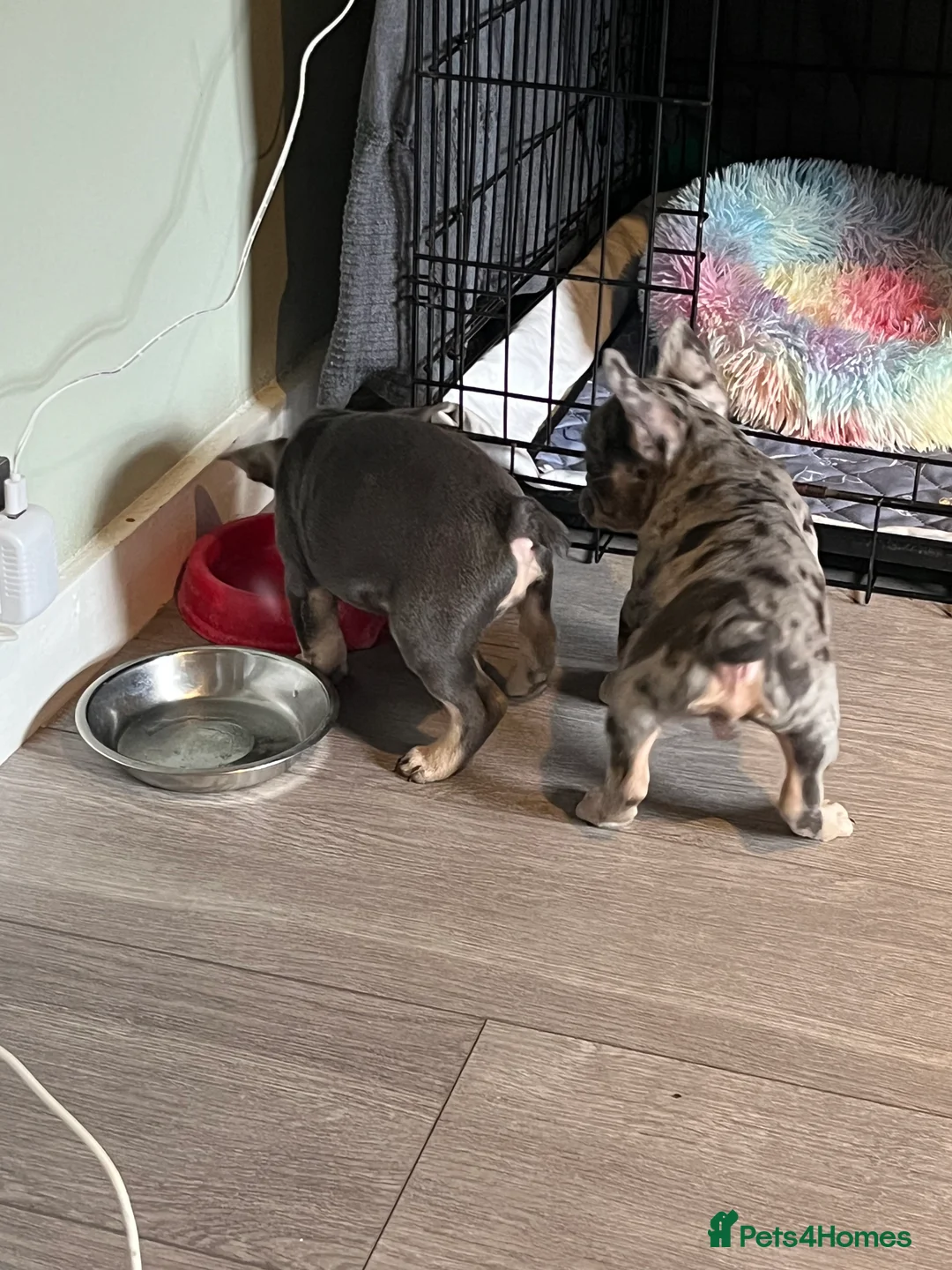 French Bulldog dogs for sale: Beautiful French bulldog pups ready to leave now - Advert 8
