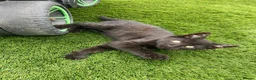 Mixed Breed cats for sale: Beautiful kittens - Advert 3