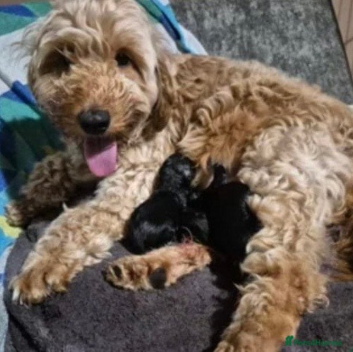 Cockapoo dogs Cockapoo  - Advert 1