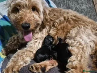 Cockapoo dogs Cockapoo - Advert 17