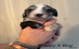 Sprocker dogs for sale: Stunning Sprocker pups  - Advert 9