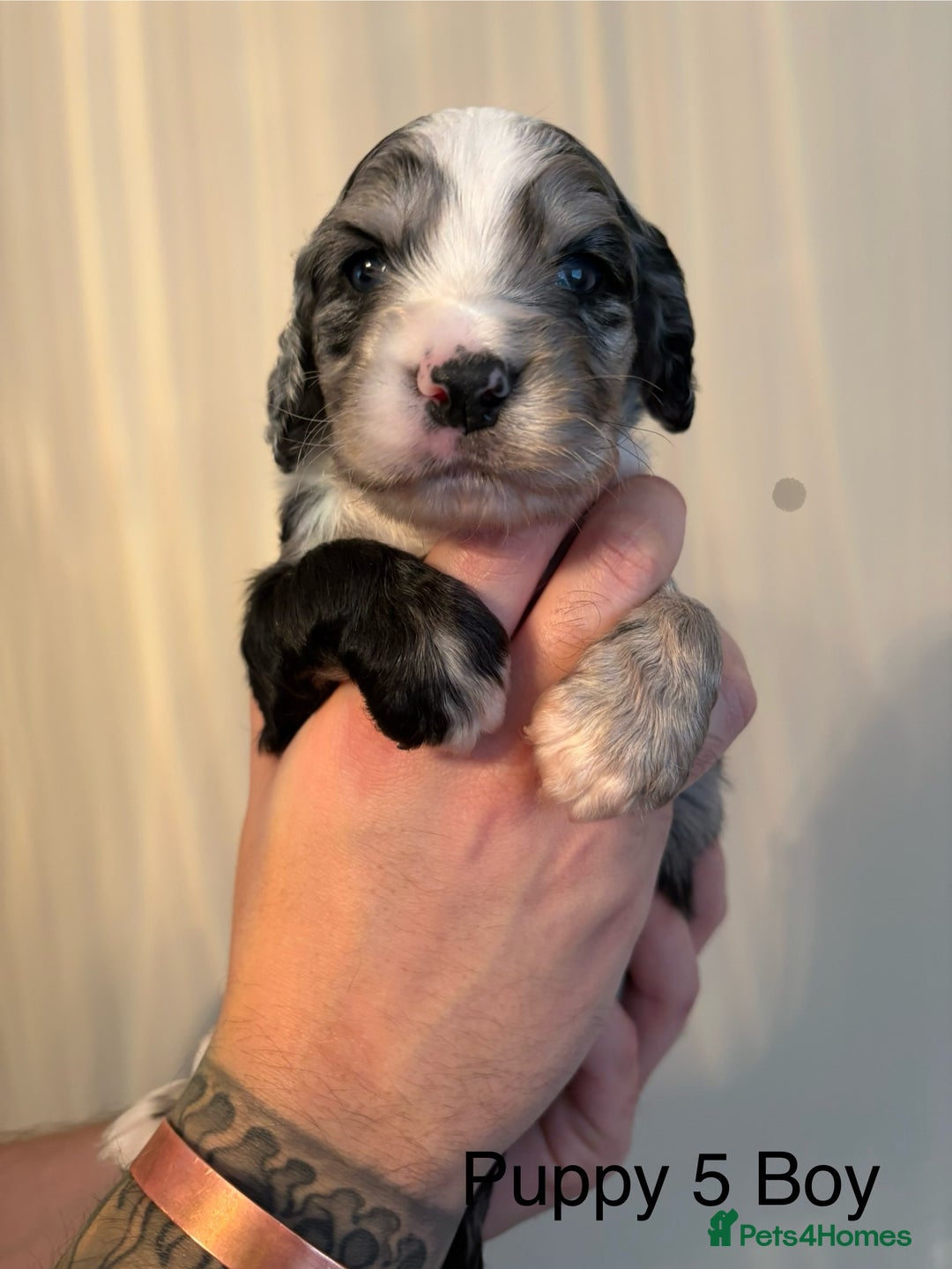 Sprocker dogs for sale: Stunning Sprocker pups  - Advert 9