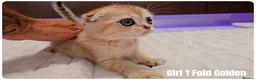Scottish Fold cats for sale: 🐱 Scottish Fold & Scottish Straight Kittens - Advert 3