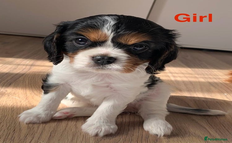 Cavalier King Charles Spaniel dogs - Advert 4