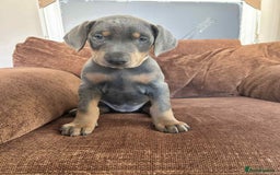 Dobermann dogs for sale: 10 week old Doberman Bitch  - Image 4