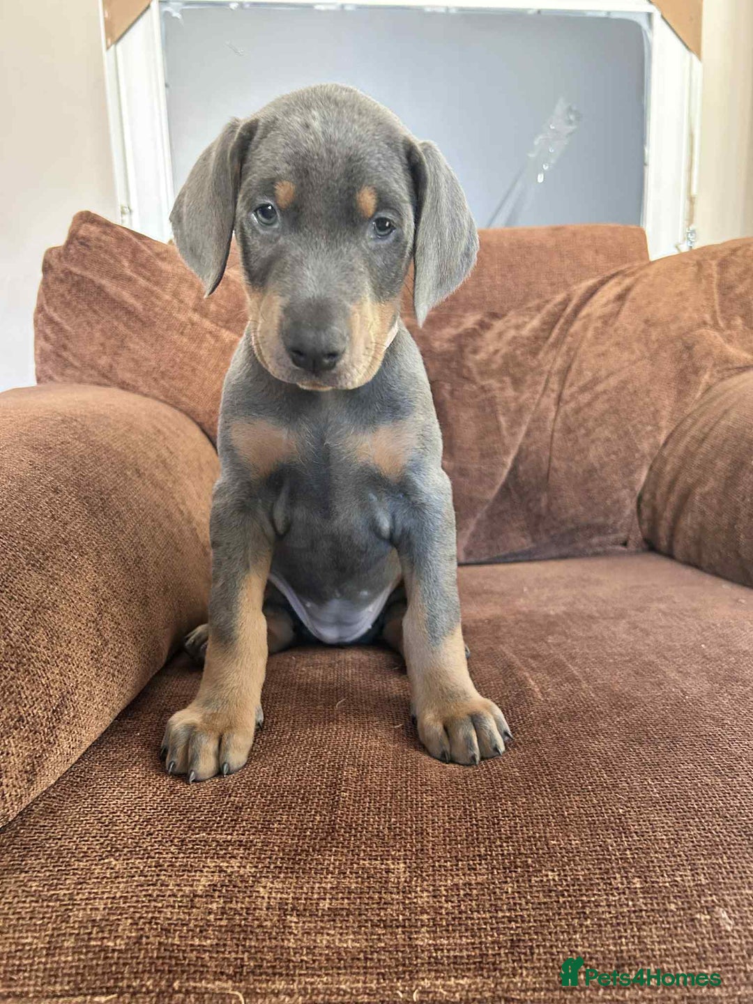 Dobermann dogs for sale: 10 week old Doberman Bitch  - Image 4