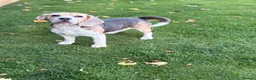 Beagle dogs for sale: Stunning Beagle dog  - Advert 3