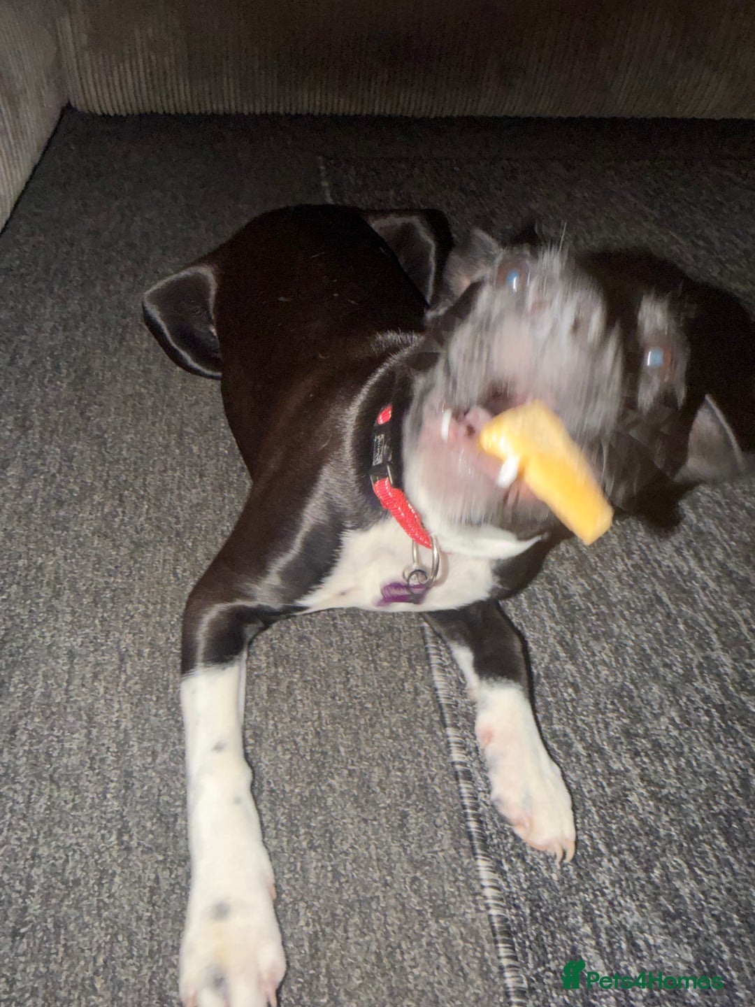 Staffordshire Bull Terrier dogs for sale: Female staffy black and white  - Advert 1