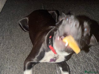 Staffordshire Bull Terrier dogs Female staffy black and white - Advert 1